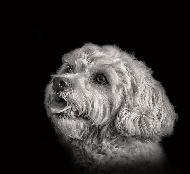 Honden portret in zwart-wit van Dieter Beselt