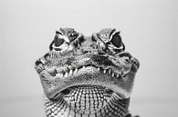 Krokodil van Poster Art Shop thumbnail