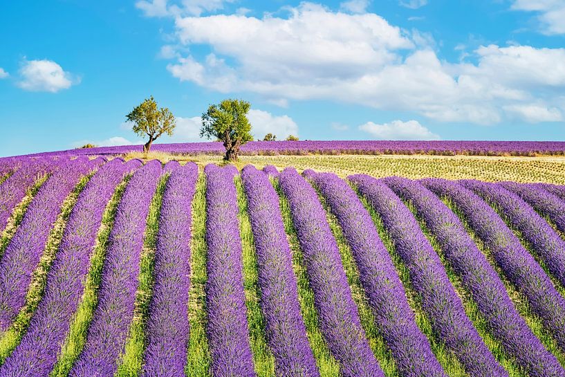 Sommer in der Provence von Manjik Pictures