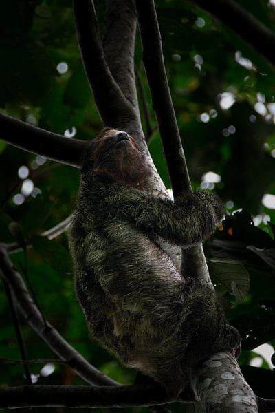 Faultiere - Das Symbol der Ruhe in Costa Ricas Nationalparks von Rick Massar