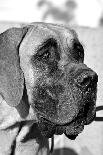 HONDEN 9