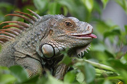 De tong van de leguaan