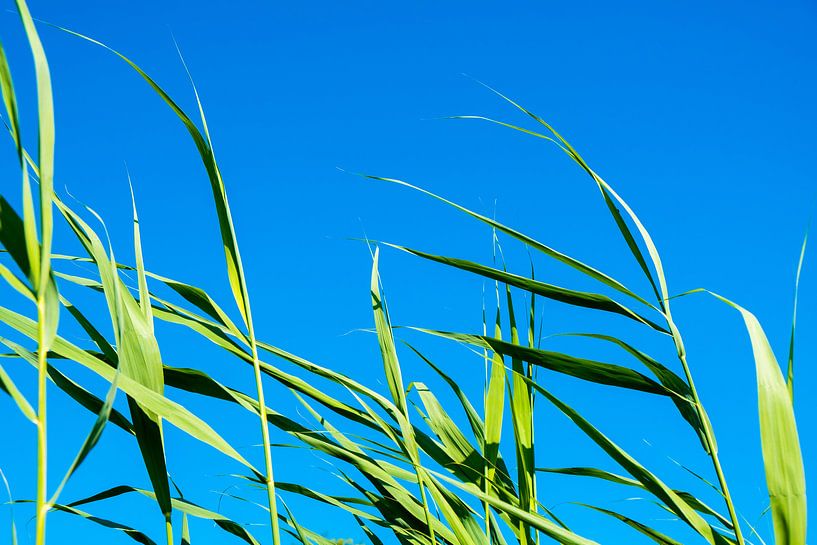 Green reed leaves against a clear blue sky by Idema Media