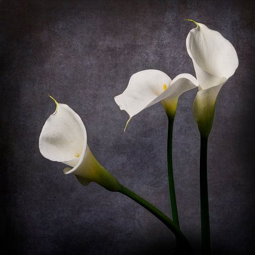Seductive Arum lilies. by Herman Peters
