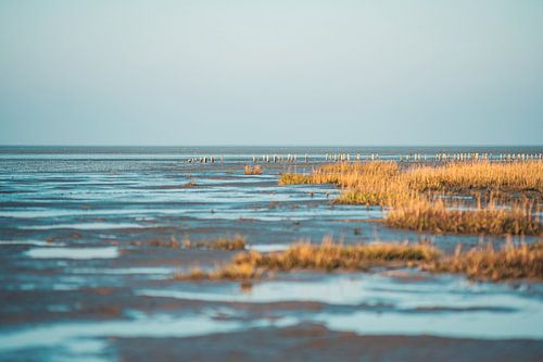 Waddenzee in DIthmarschen