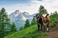 Berglandschaft "Zwei neugierige Kälbchen auf dem Wanderweg".