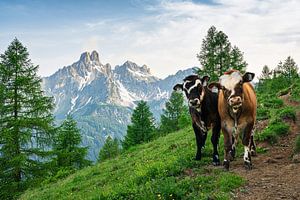 Berglandschaft "Zwei neugierige Kälbchen auf dem Wanderweg".
