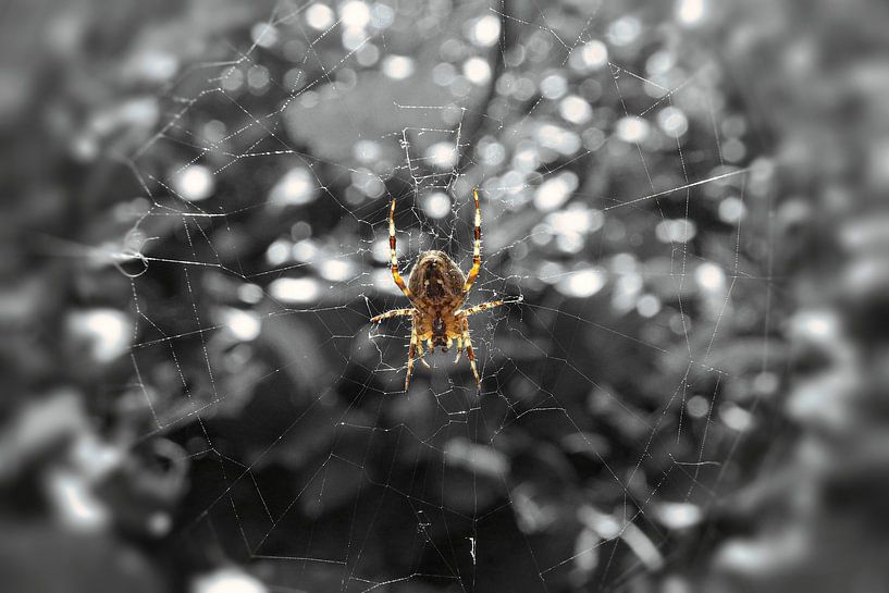 insect van richard admiraal