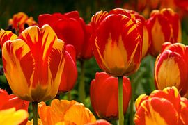 Tulips at their best