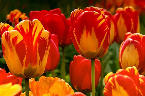 Tulpen op zijn mooist