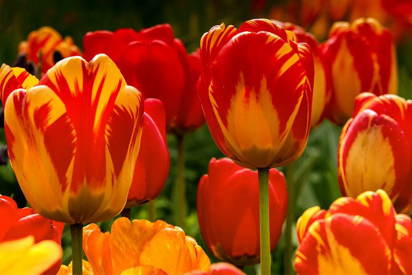 Tulips at their best by Peter Bartelings