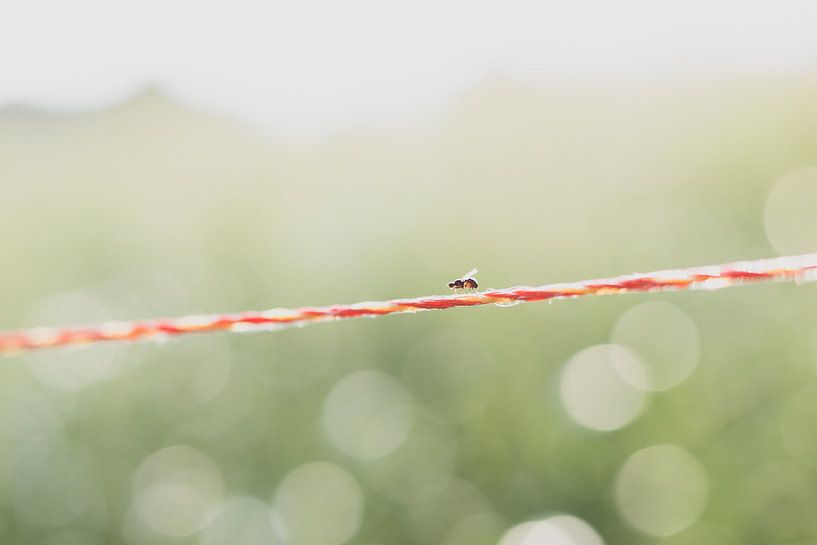 Fly on wire by Yvette Smink