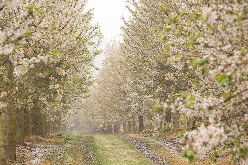 Blüte in Südlimburg von Klazina van den Herik