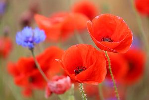 Roter Mohn und blaue Kornblume