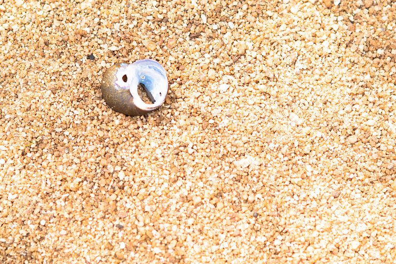 Een vogelkop van parelmoer in het zand van rene marcel originals