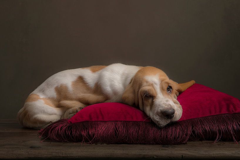 Basset-Stilleben von Elles Rijsdijk