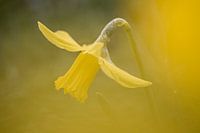 Lentebeeld narcis