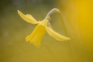 Frühlingsbild Narzisse von Steffie van der Putten