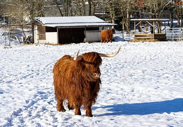 Schotse Hooglanders in een winters landschap op een boerderij van Animaflora PicsStock
