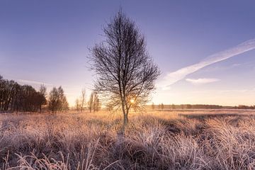 Bouleau d'hiver dans le Scharreveld sur KB Design & Photography (Karen Brouwer)