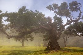 Laurel tree in the fog by Thomas Herzog