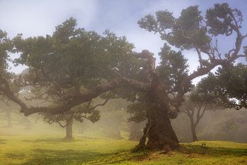 Laurel tree in the fog van Thomas Herzog
