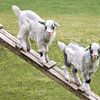 Two youeng goats in the meadow (in color) by Christa Krus