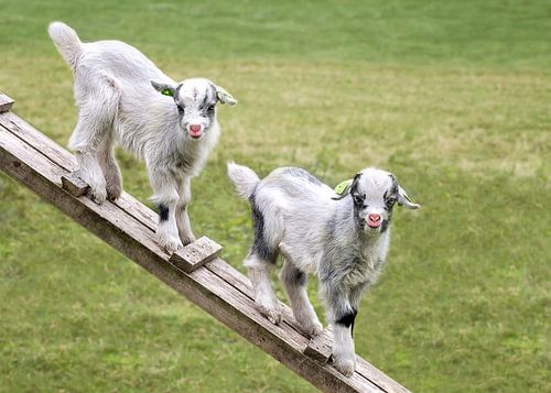 Two youeng goats in the meadow (in color)
