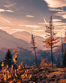 Summer Nature by SJ Media