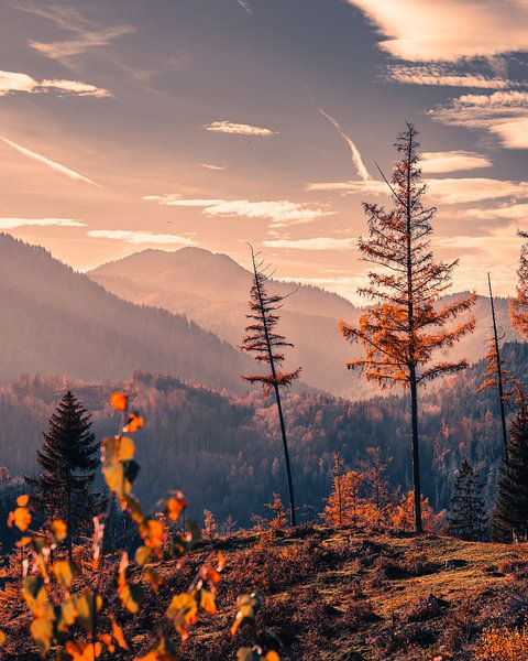 Été Nature par SJ Media
