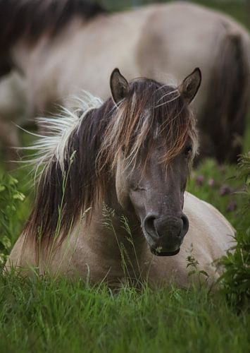 Konik horse