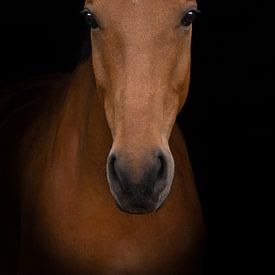 Portrait d'art du cheval sur Special Moments MvL