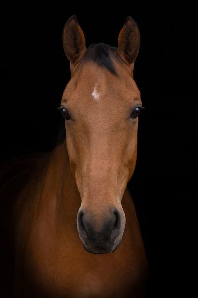 Fine art portrait horse by Special Moments MvL