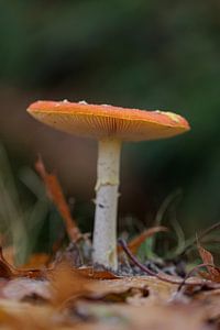 mushroom
