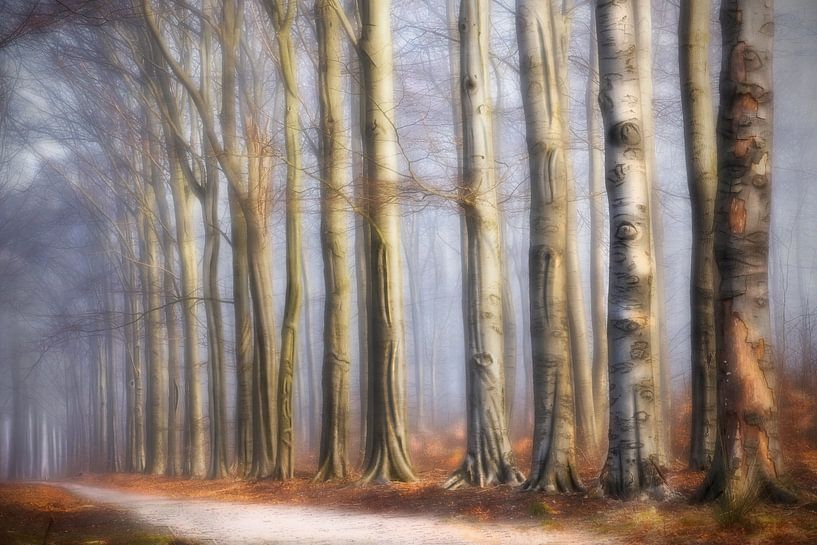 À travers la forêt par Tjerk Smit Photo