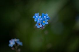 Myosotis