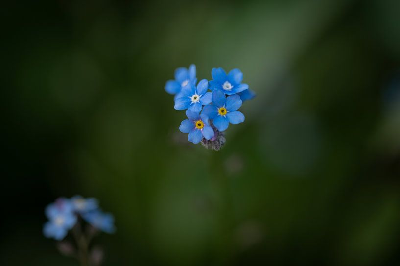 Forget-me-not by Studio Liefkoos