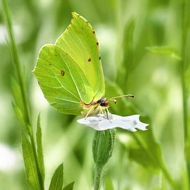 Citroenvlinder in de tuin van Violetta Honkisz