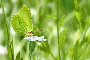 Zitronenfalter im Garten