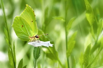 butterfly brimstone in the garden by Violetta Honkisz