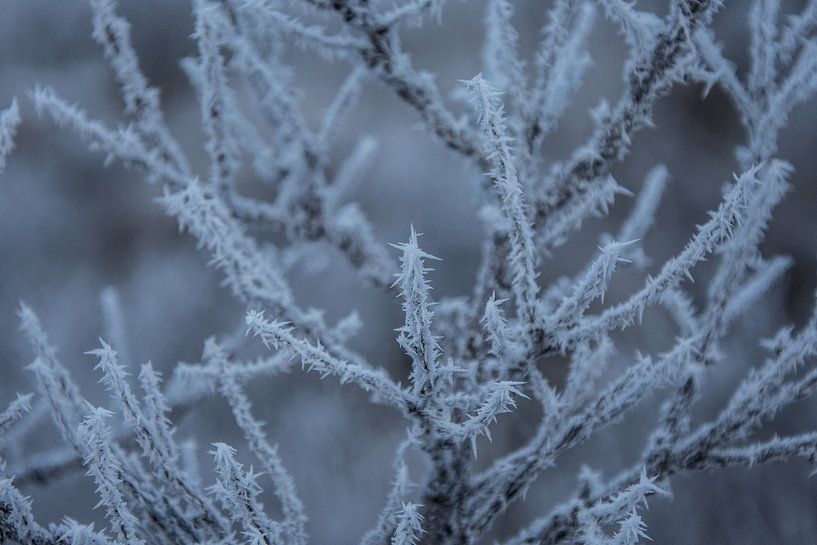 Frozen  by Michiel Boer