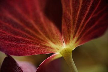 Hydrangea flower detail by Herman Peters