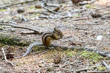 The Siberian Squirrel by Merijn Loch