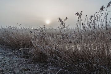 Een mistige en koude ochtend in de winter. van Janny Beimers