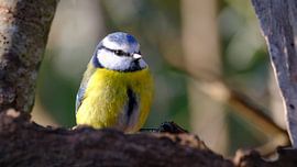 Blaumeise im Wald von Sabrina de Vries