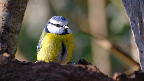 Pimpelmees in het bos