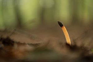 Petit champignon puant (Dog's Hallus - Mutinus caninus)