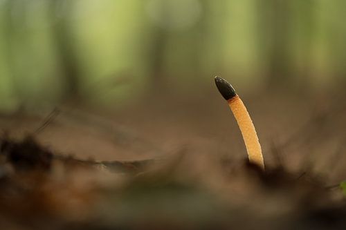 Kleine stinkzwam (Hondsphallus - Mutinus caninus)