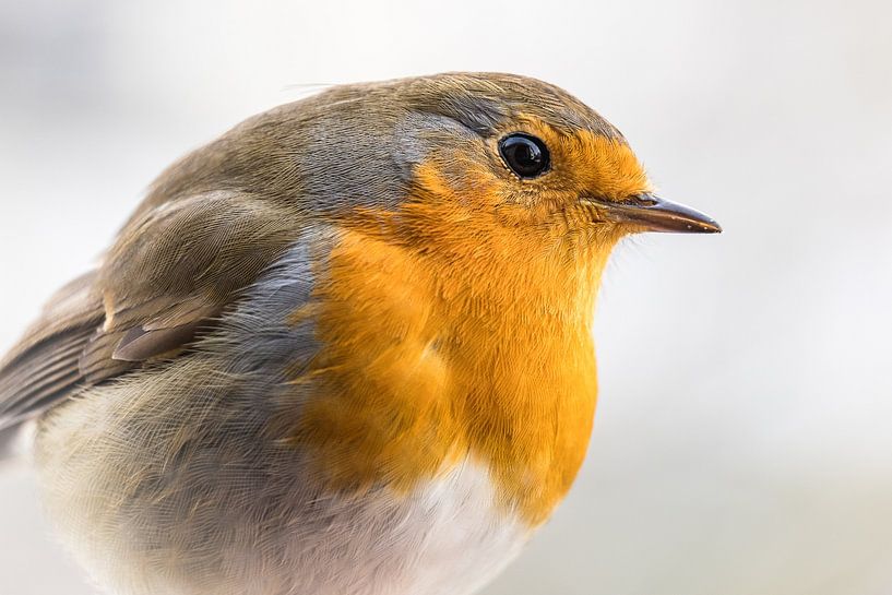 Bird - Robin portrait by Jürgen Schmittdiel Photography