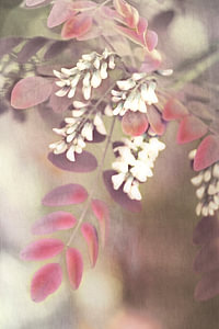 acacia